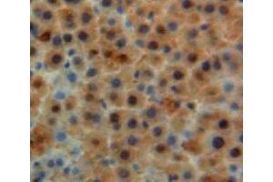 Used in DAB staining on fromalin fixed paraffin-embedded liver tissue (Apolipoprotein M 抗体  (AA 20-190))
