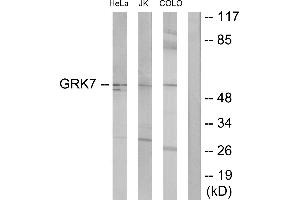 Western blot analysis of extracts from HeLa cells, Jurkat cells and COLO205 cells, using GRK7 antibody. (GRK7 抗体)