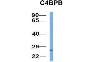 Host:  Rabbit  Target Name:  C4BPB  Sample Type:  721_B  Antibody Dilution:  1. (C4BPB 抗体  (N-Term))