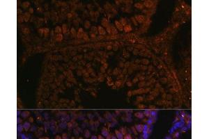Immunofluorescence analysis of Rat testis using TPD52L3 Polyclonal Antibody at dilution of 1:100. (TPD52L3 抗体)
