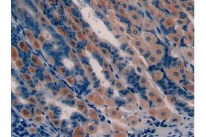DAB staining on IHC-P; Samples: Mouse Stomach Tissue (GHRH 抗体  (AA 20-97))