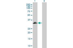 Western Blot analysis of C1QTNF2 expression in transfected 293T cell line by C1QTNF2 MaxPab polyclonal antibody. (C1QTNF2 抗体  (AA 1-285))