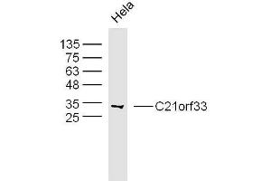 Human hela cells probed with C21orf33 Polyclonal Antibody, unconjugated  at 1:300 overnight at 4°C followed by a conjugated secondary antibody at 1:10000 for 90 minutes at 37°C. (C21orf33 抗体  (AA 101-200))