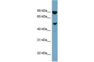 Image no. 1 for anti-Iroquois Homeobox Protein 2 (IRX2) (AA 107-156) antibody (ABIN6741969) (IRX2 抗体  (AA 107-156))