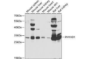 Western blot analysis of extracts of various cell lines, using PHYHD1 antibody (ABIN6133210, ABIN6145585, ABIN6145586 and ABIN6223037) at 1:1000 dilution. (PHYHD1 抗体  (AA 1-291))