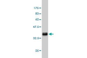 Western Blotting (WB) image for anti-Bone Morphogenetic Protein Receptor, Type IB (BMPR1B) (AA 14-103) antibody (ABIN560084)