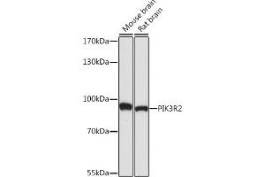 Western blot analysis of extracts of various cell lines, using PI3 Kinase p85 beta antibody (ABIN7269320) at 1:1000 dilution. (PIK3R2 抗体)