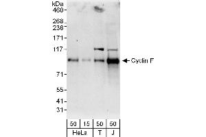 Western Blotting (WB) image for anti-Cyclin F (CCNF) (AA 736-786) antibody (ABIN7453069)