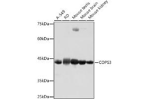 Western blot analysis of extracts of various cell lines, using COPS3 Rabbit mAb (ABIN7266498) at 1:1000 dilution. (COPS3 抗体)