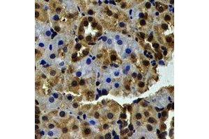 Immunohistochemical analysis of WBSCR22 staining in human kidney formalin fixed paraffin embedded tissue section. (WBSCR22 抗体)