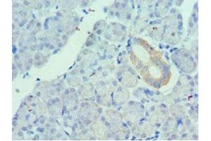 Immunohistochemistry of paraffin-embedded human pancreatic tissue using ABIN7175149 at dilution of 1:100 (Urotensin 2 抗体  (AA 35-124))