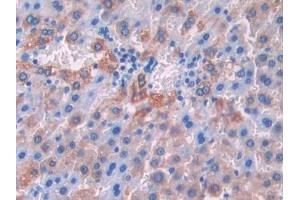 Immunohistochemistry (IHC) image for anti-Klotho beta (KLB) (AA 380-506) antibody (ABIN7438571)