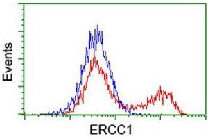 HEK293T cells transfected with either RC200478 overexpress plasmid (Red) or empty vector control plasmid (Blue) were immunostained by anti-ERCC1 antibody (ABIN2455593), and then analyzed by flow cytometry. (ERCC1 抗体)