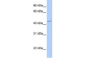 Western Blotting (WB) image for anti-gamma-aminobutyric Acid (GABA) A Receptor, alpha 5 (GABRA5) (Middle Region) antibody (ABIN2776112)
