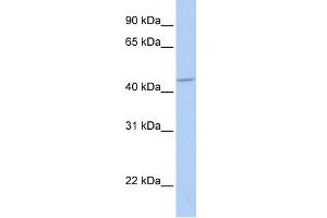 WB Suggested Anti-GABRA5 Antibody Titration:  0. (GABRA5 抗体  (Middle Region))