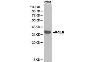 Western Blotting (WB) image for anti-Polymerase (DNA Directed), beta (POLB) antibody (ABIN1874176)