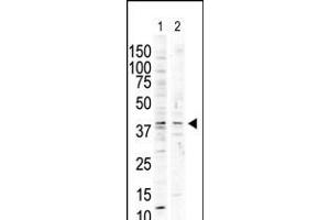Antibody is used in Western blot to detect P38 delta in nocodazole-treated HCT116 (lane 1) and PMA-treated Pam212 (lane 2) cell lysates. (MAPK13 抗体  (C-Term))