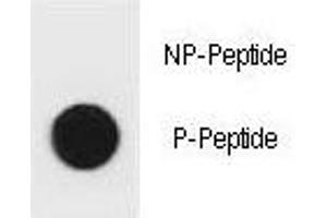 Dot Blot (DB) image for anti-BCL2-Associated Agonist of Cell Death (BAD) (pSer96) antibody (ABIN3028494)