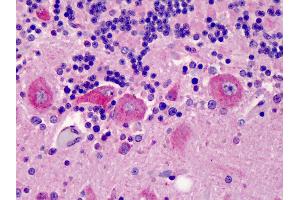 Anti-C5L2 antibody IHC of human brain, cerebellum. (GPR77 抗体  (AA 1-50))