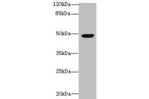 Western blot All lanes: RBM41 antibody at 1. (RBM41 抗体  (AA 1-413))