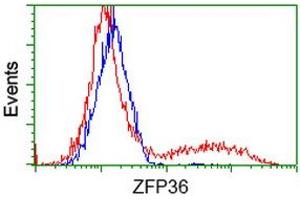 HEK293T cells transfected with either RC202049 overexpress plasmid (Red) or empty vector control plasmid (Blue) were immunostained by anti-ZFP36 antibody (ABIN2454212), and then analyzed by flow cytometry. (ZFP36 抗体)