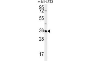 Western Blotting (WB) image for anti-Mitochondrial Carrier 2 (MTCH2) antibody (ABIN3002367) (MTCH2 抗体)