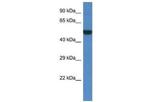 Western Blot showing Porcn antibody used at a concentration of 1. (PORCN 抗体  (Middle Region))