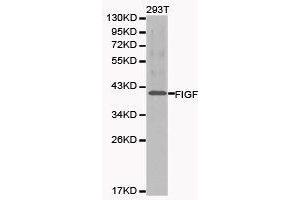 Western Blotting (WB) image for anti-C-Fos Induced Growth Factor (Vascular Endothelial Growth Factor D) (Figf) antibody (ABIN1872695) (VEGFD 抗体)