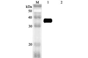 Western blot analysis using anti-MFAP4 (human), pAb  at 1:2'000 dilution. (MFAP4 抗体)