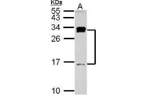 WB Image Sample (30 ug of whole cell lysate) A: Raji 15% SDS PAGE antibody diluted at 1:1000 (C1D 抗体)