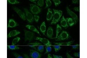 Immunofluorescence analysis of L929 cells using NDUFS8 Polyclonal Antibody at dilution of 1:100 (40x lens). (NDUFS8 抗体)