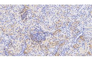 Detection of APOA1 in Porcine Kidney Tissue using Polyclonal Antibody to Apolipoprotein A1 (APOA1) (APOA1 抗体  (AA 25-265))