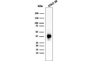 Western Blot Analysis of COLO-38 cell lysate using gp100 Mouse Monoclonal Antibody (PMEL/783). (Melanoma gp100 抗体)