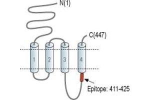 anti-Cholinergic Receptor, Nicotinic, alpha 10 (CHRNA10) (2nd Cytoplasmic Loop), (AA 411-425) antibody
