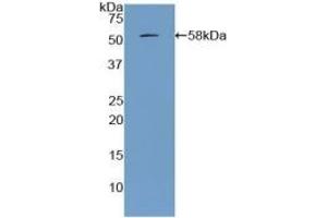 Detection of Recombinant APOA1, Porcine using Polyclonal Antibody to Apolipoprotein A1 (APOA1) (APOA1 抗体  (AA 25-265))