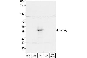 Western Blotting (WB) image for anti-Nanog Homeobox (NANOG) (AA 1-50) antibody (ABIN7450477)