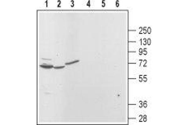 Mucolipin 3 抗体  (Cytoplasmic Domain, Intracellular)