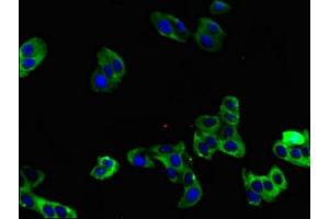 Immunofluorescent analysis of HepG2 cells using ABIN7164301 at dilution of 1:100 and Alexa Fluor 488-congugated AffiniPure Goat Anti-Rabbit IgG(H+L) (Neuregulin 1 抗体  (AA 75-176))