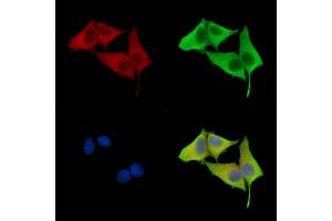 ABIN7096821 and ABIN7100887 staining HepG2 cells by IF/ICC. (IMPA2 抗体)