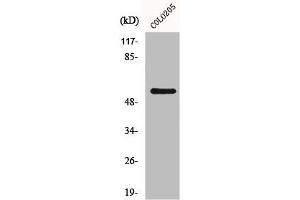 GRK7 抗体  (Internal Region)