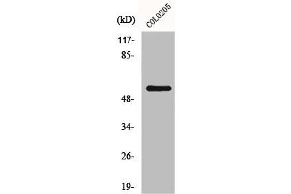 GRK7 抗体  (Internal Region)