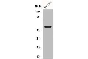 Western Blot analysis of HeLa cells using GRK 7 Polyclonal Antibody (GRK7 抗体  (Internal Region))