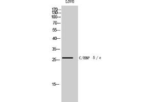 Western Blot analysis of LOVO cells using C/EBP δ/ε Polyclonal Antibody diluted at 1:500. (C/EBP delta/epsilon (AA 140-220) 抗体)