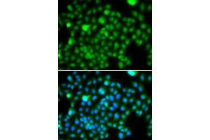 Immunofluorescence analysis of A549 cells using N6AMT1 antibody (ABIN5974334). (N6AMT1 抗体)