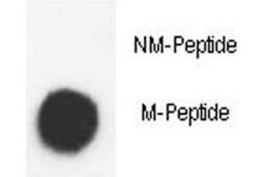 Dot blot analysis of phospho-Histone H3. (Histone H3.3 抗体  (AA 1-30))