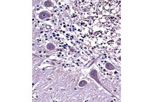 NPPC Antibody immunohistochemistry analysis in formalin fixed and paraffin embedded human cerebellum tissue followed by peroxidase conjugation of the secondary antibody and DAB staining. (NPPC 抗体  (C-Term))
