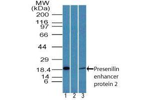 Image no. 1 for anti-Presenilin Enhancer 2 Homolog (PSENEN) (AA 1-50) antibody (ABIN960316) (PEN2 抗体  (AA 1-50))