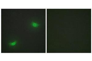 Immunofluorescence (IF) image for anti-Dual Specificity Phosphatase 16 (DUSP16) (C-Term) antibody (ABIN1849942) (DUSP16 抗体  (C-Term))
