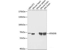 Western blot analysis of extracts of various cell lines using ATAD3B Polyclonal Antibody at dilution of 1:1000. (ATAD3B 抗体)