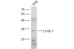 Mouse lung lysates probed with Rabbit Anti-LYVE-1 Polyclonal Antibody, Unconjugated  at 1:5000 for 90 min at 37˚C. (LYVE1 抗体  (AA 231-318))
